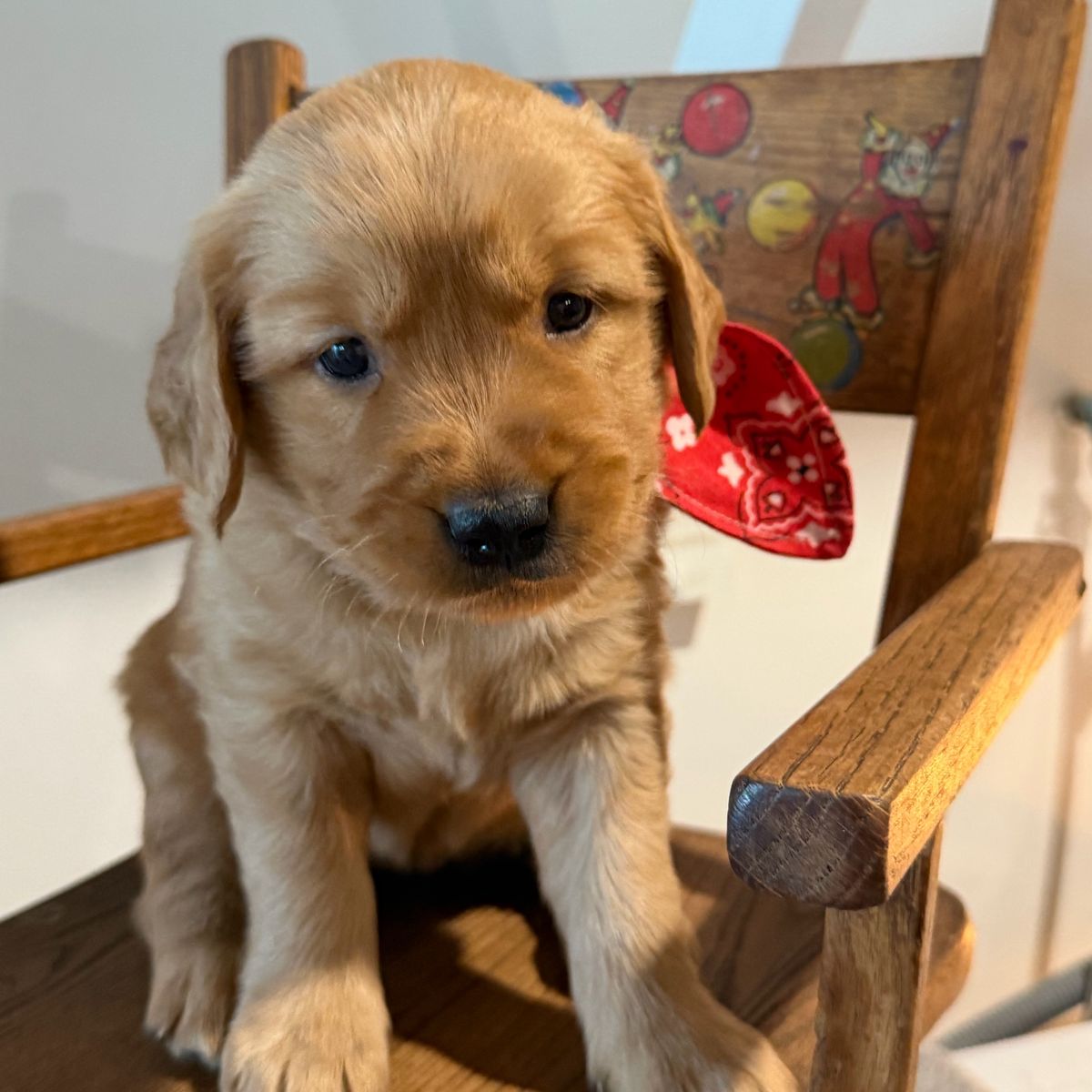 AKC Red Golden Retriever Puppies