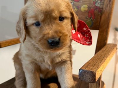 AKC Red Golden Retriever Puppies