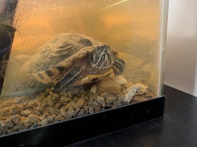 50 gallon fish tank with turtle.