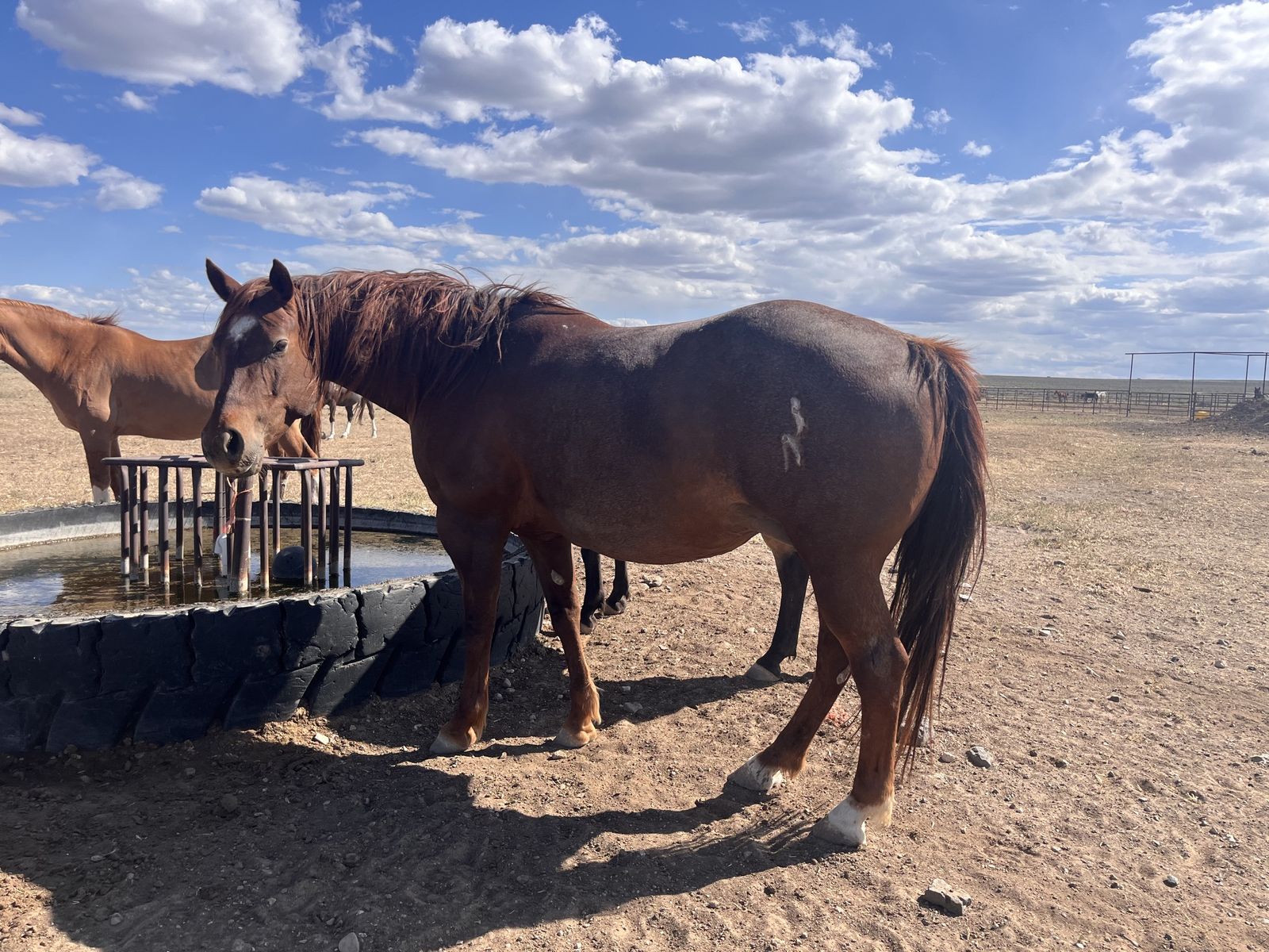 Bred AQHA mare 2 in 1 package