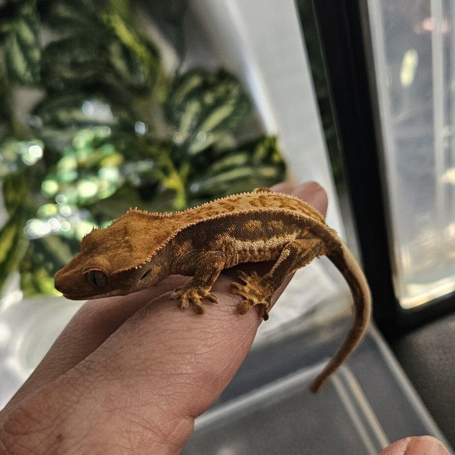 Perfect Quad Stripe Pin Crested Gecko