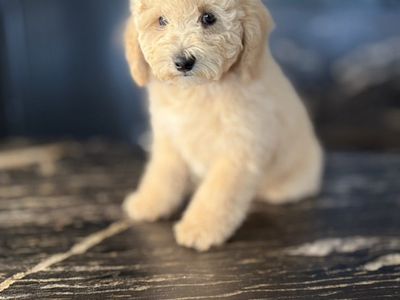 Perfect Mini AKC poodle Boy All Included!!