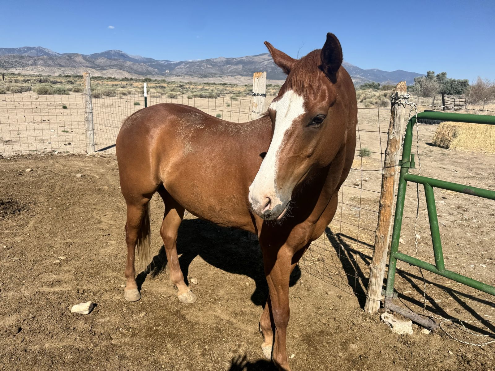 Thoroughbred/Welsh Pony Cross