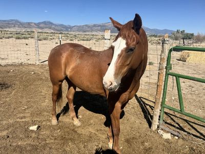 Thoroughbred/Welsh Pony Cross