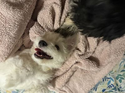 Bichon frise