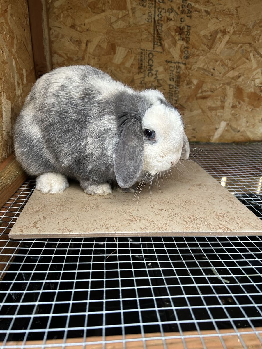 Holland Lop Doe – Sweet, Tiny & Proven