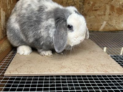Holland Lop Doe – Sweet, Tiny & Proven