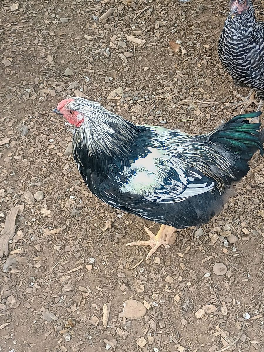 SILVER LACED WYANDOTTE ROOSTERS 4 months old for Sale