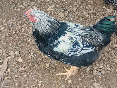 SILVER LACED WYANDOTTE ROOSTERS 4 months old for Sale