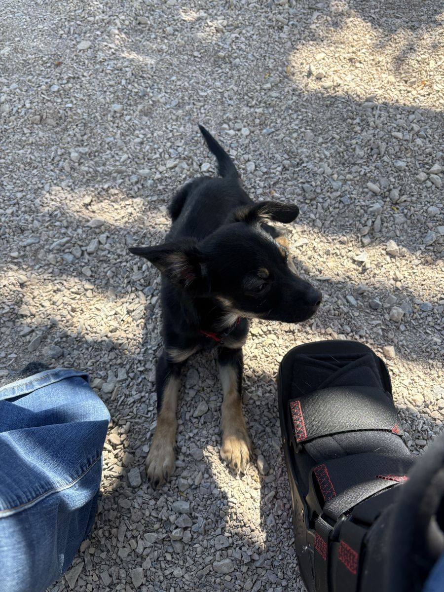4-Month-Old Small Mixed-Breed Puppy Looking for a Loving Home