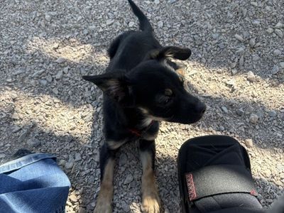 4-Month-Old Small Mixed-Breed Puppy Looking for a Loving Home