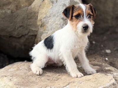 Jack Russell