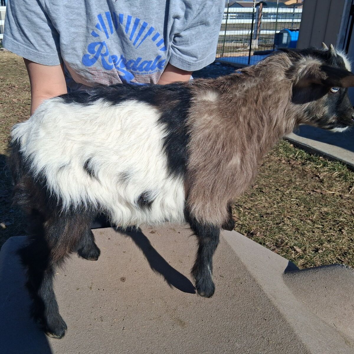 Fainting Buckling Goat