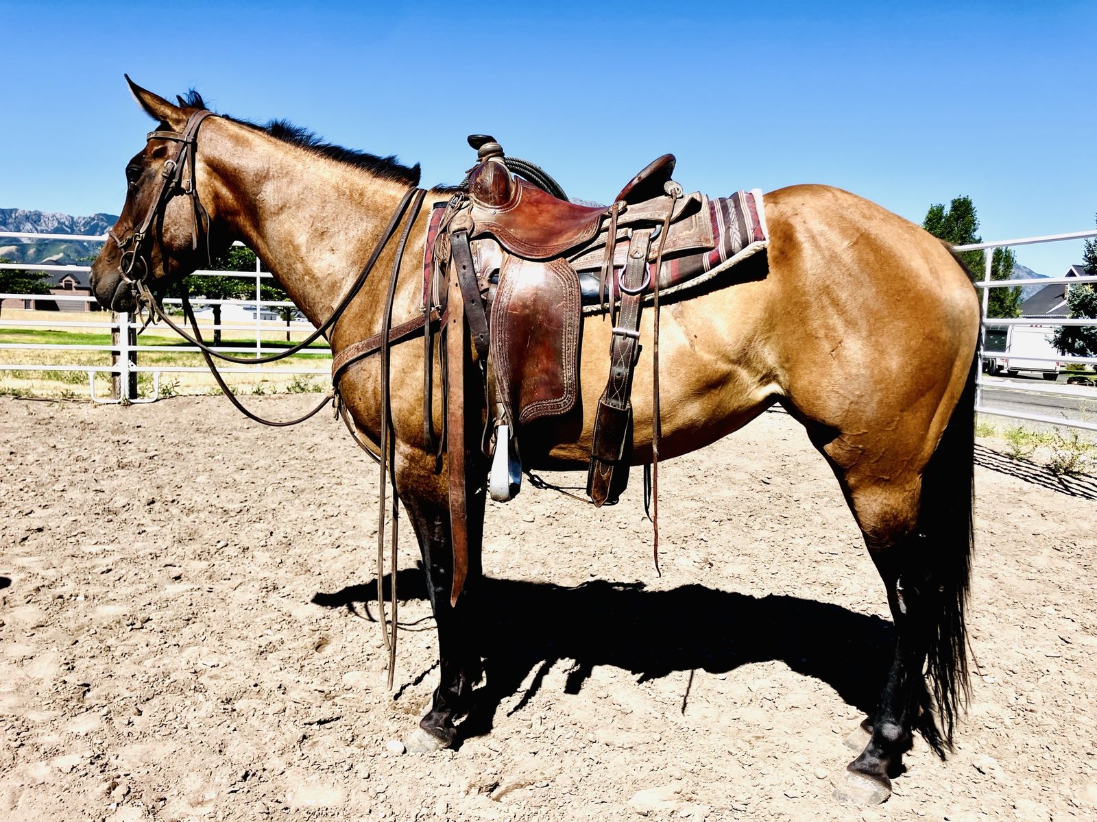 Reg 4yr Dun Mare