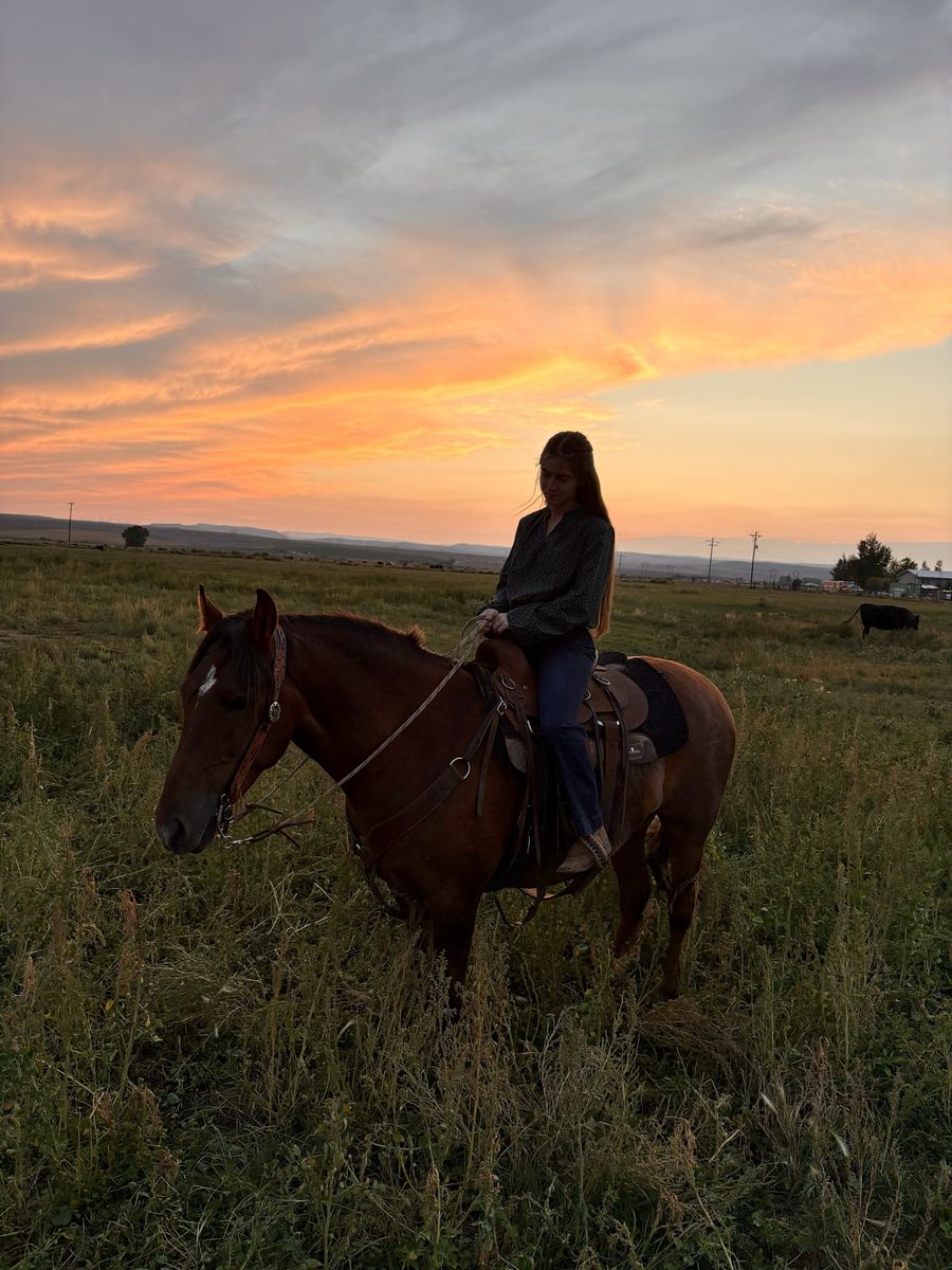 4 year old mustang gelding