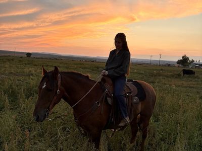 4 year old mustang gelding