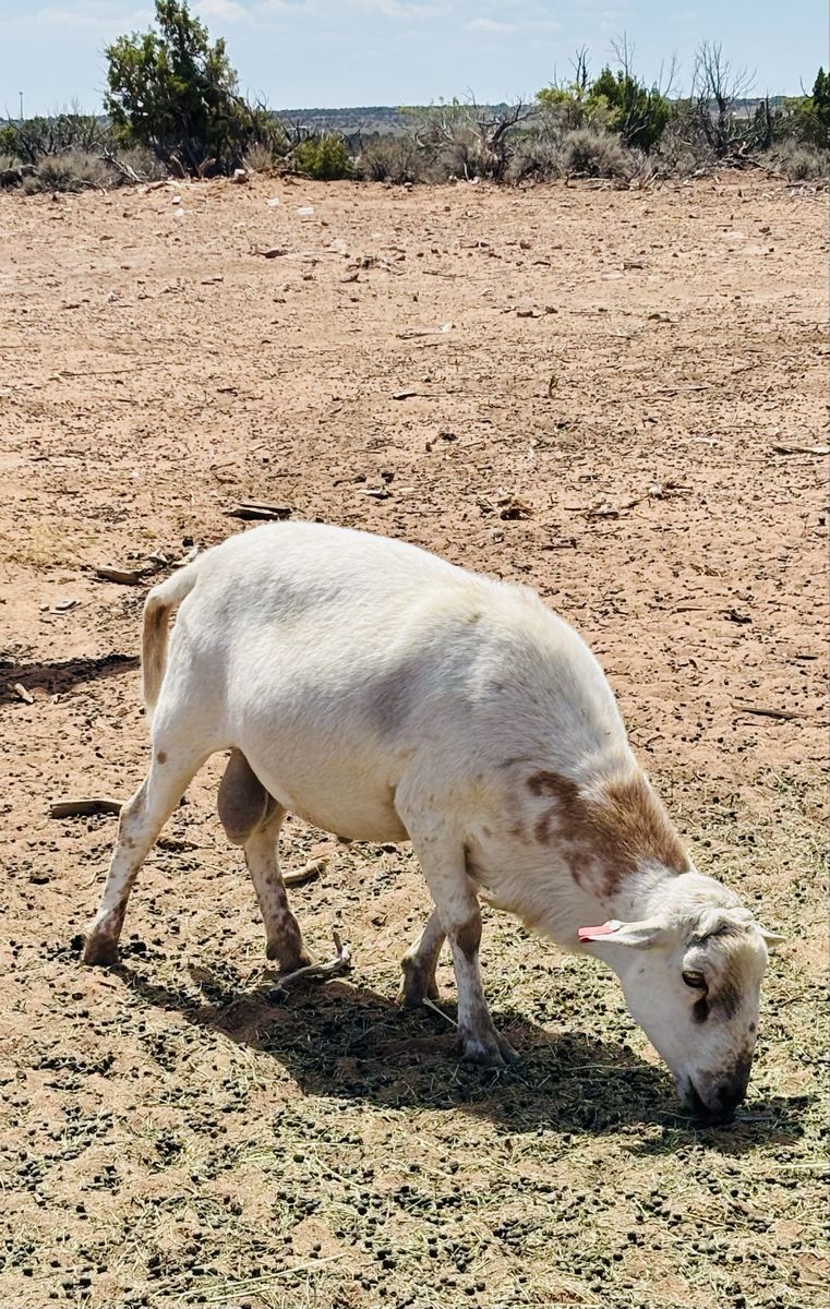 Register Katahdin Ram