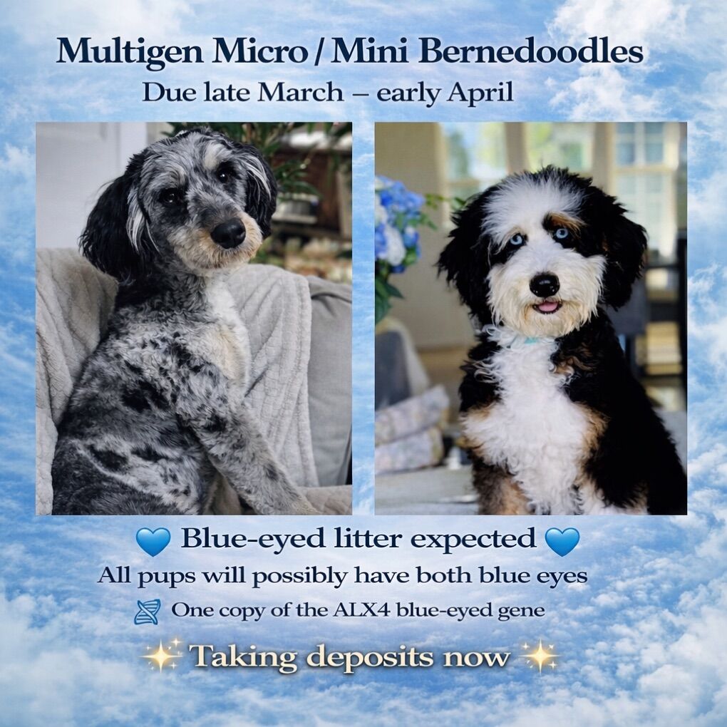 Micro/Mini Blue Eyed Bernedoodles Merle And Tri