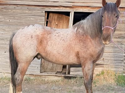 Half Draft Gelding