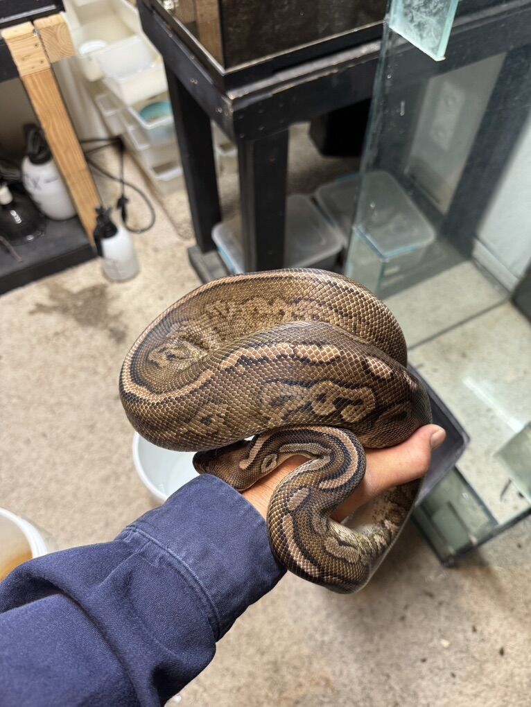 ball Python