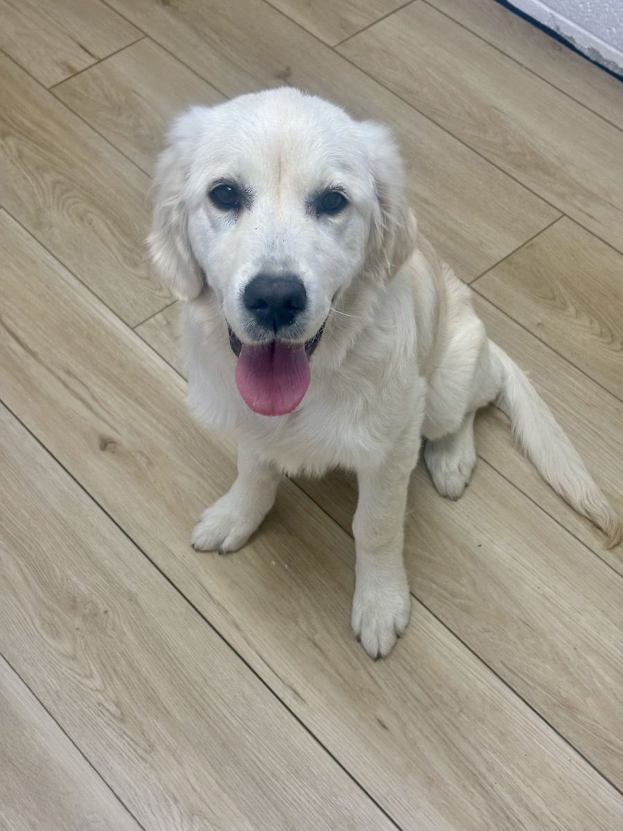 English cream retriever akc