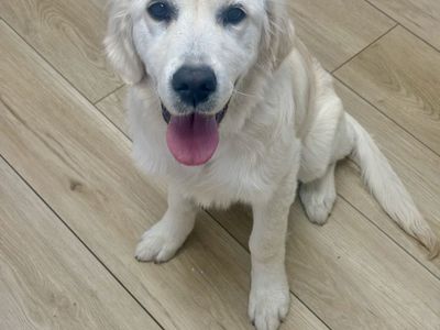 English cream retriever akc