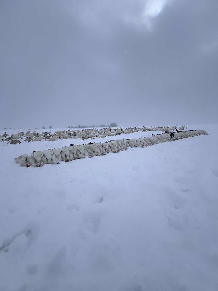 15 Doz Dave Smith Snows