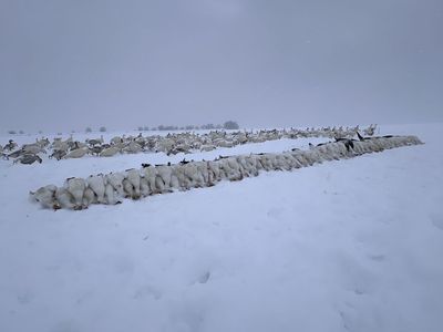 15 Doz Dave Smith Snows