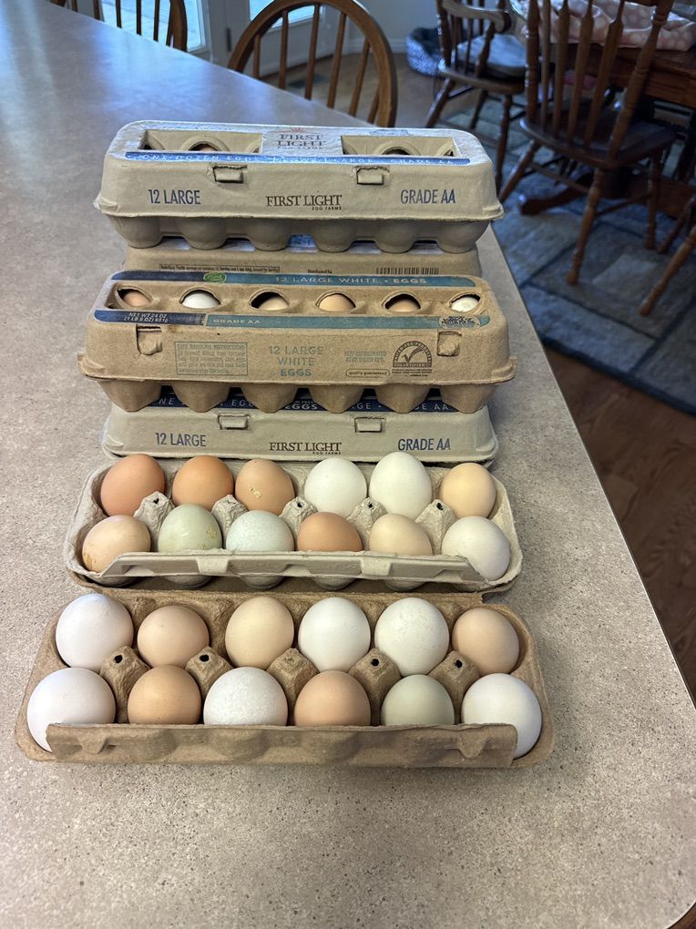 Farm Fresh Chicken Eggs