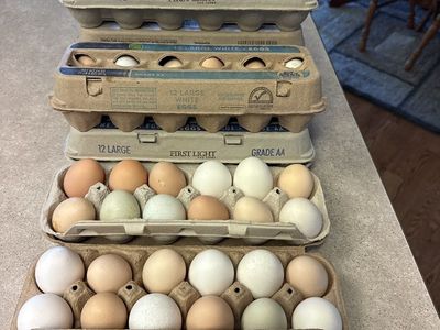 Farm Fresh Chicken Eggs