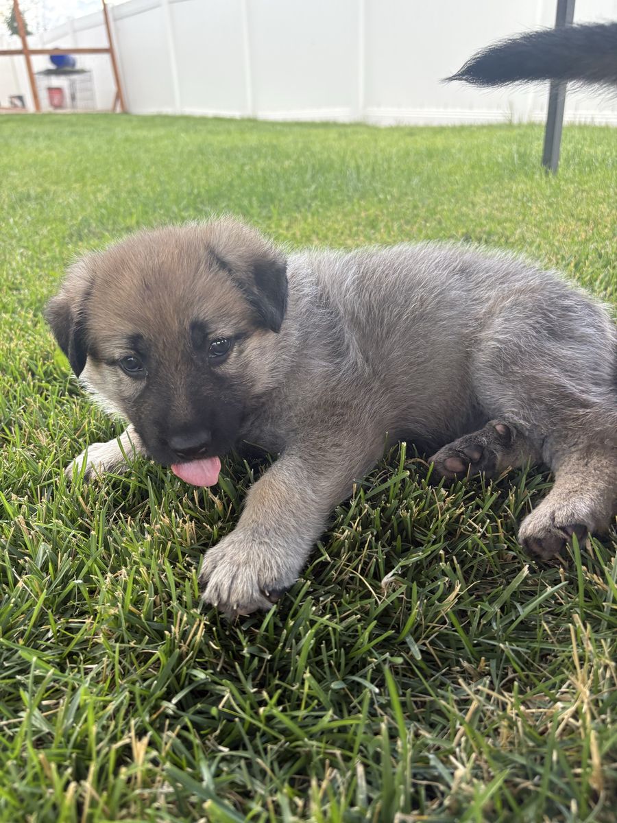 Adorable German Shepherd Puppies - Ready for Their Forever Homes