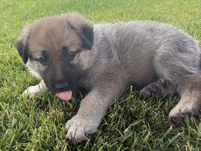 Adorable German Shepherd Puppies - Ready for Their Forever Homes