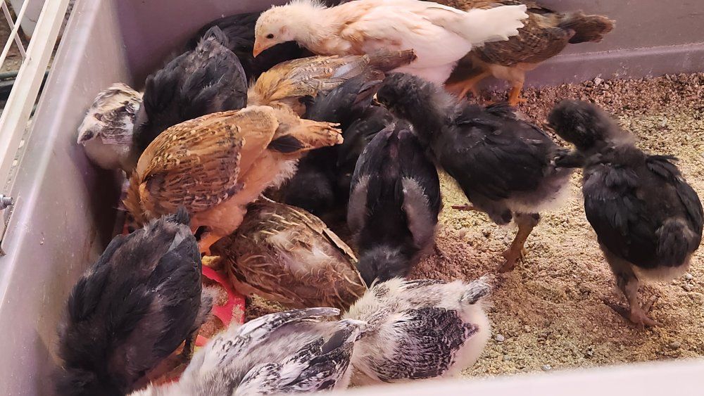 Olive egger/Blue layer chicks