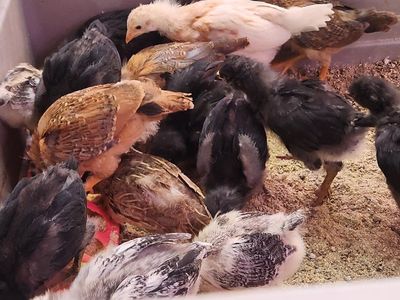 Olive egger/Blue layer chicks