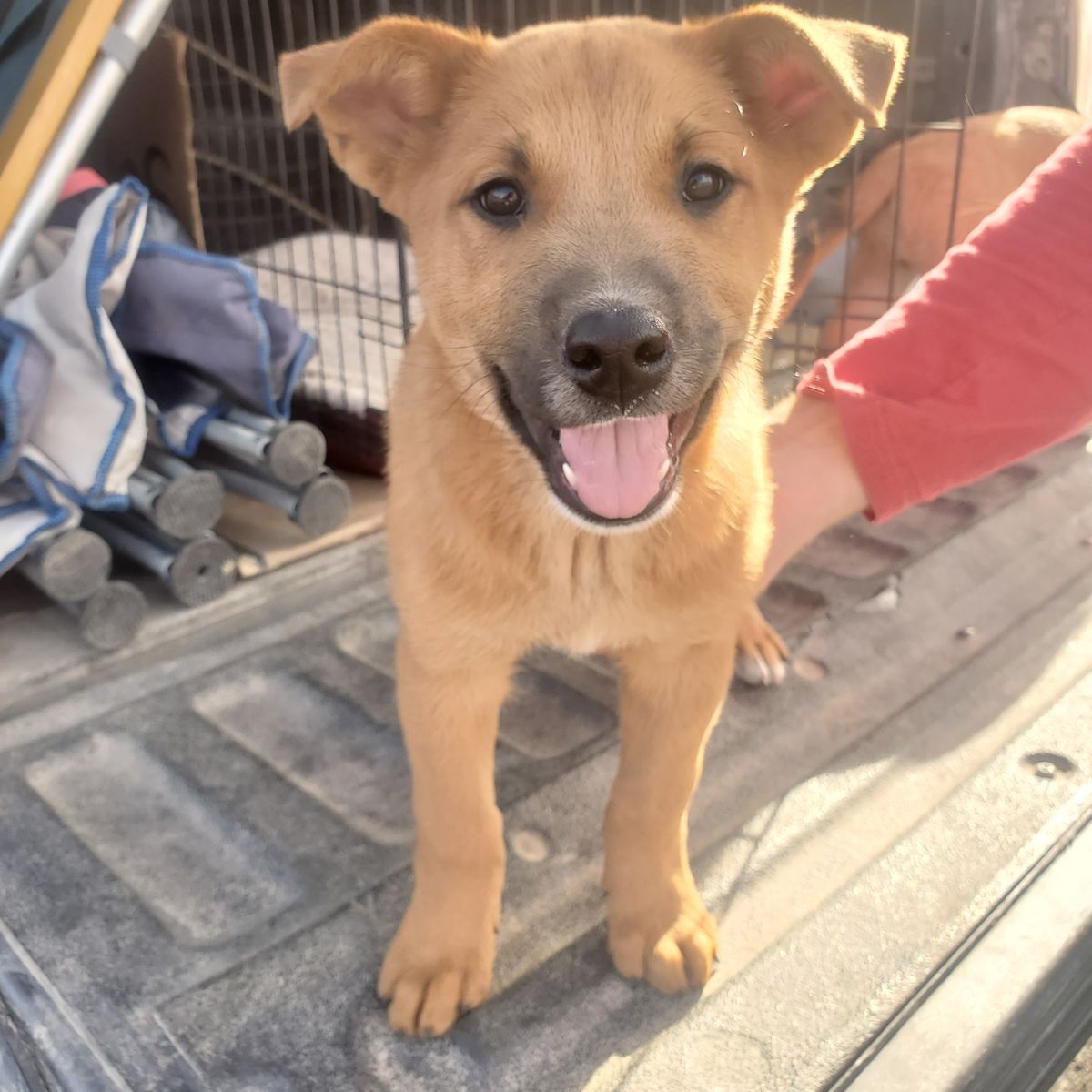 Red Heeler/Belgian Malinois Puppies