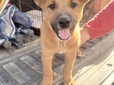 Red Heeler/Belgian Malinois Puppies