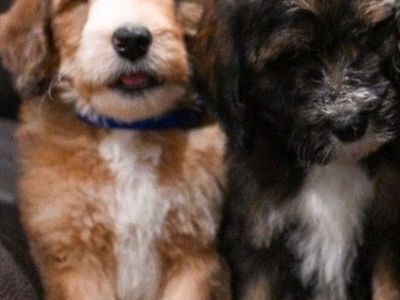 Bernedoodle Puppies ready now