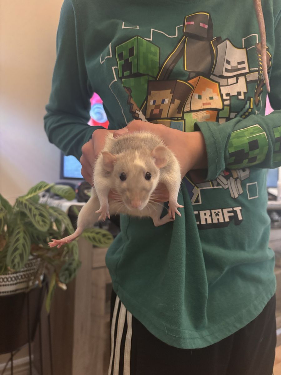 2 Sweet Female Rats