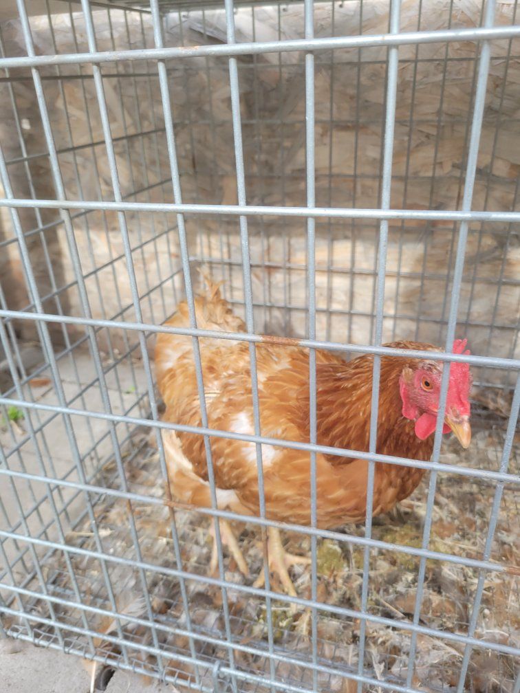 3-4 yo chicken/ hen