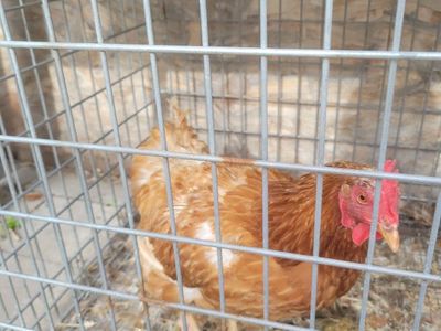 3-4 yo chicken/ hen