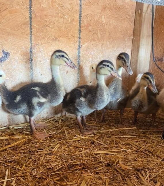 Young Ducks