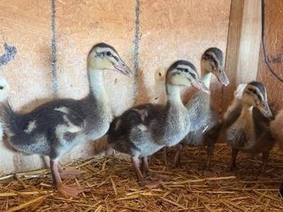 Young Ducks