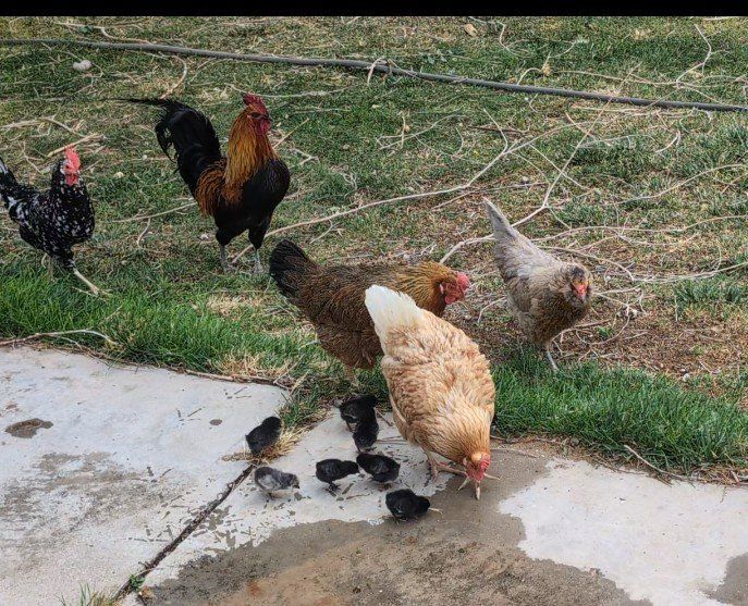straight run backyard chicks
