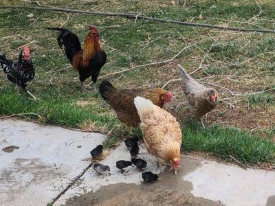 straight run backyard chicks