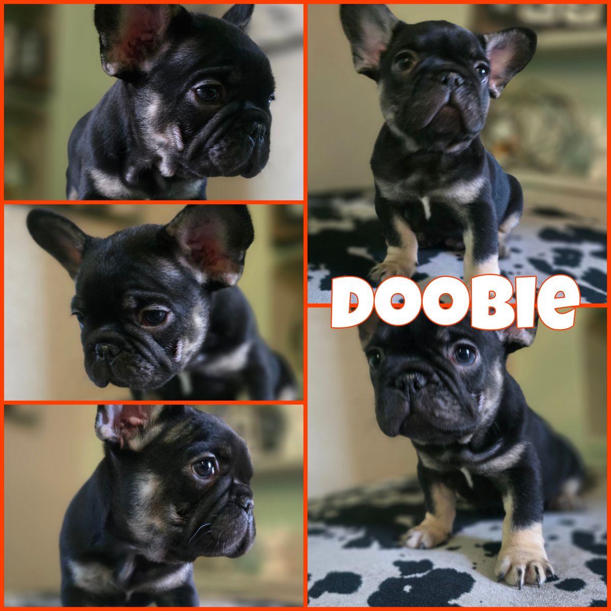 Male- French Bulldog Puppy  (Ready now!)