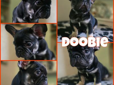 Male- French Bulldog Puppy (Ready now!)