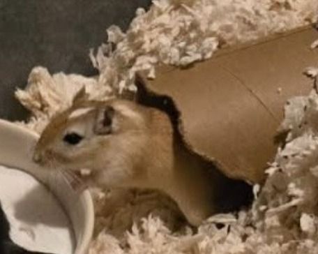 Zoe the Gerbil