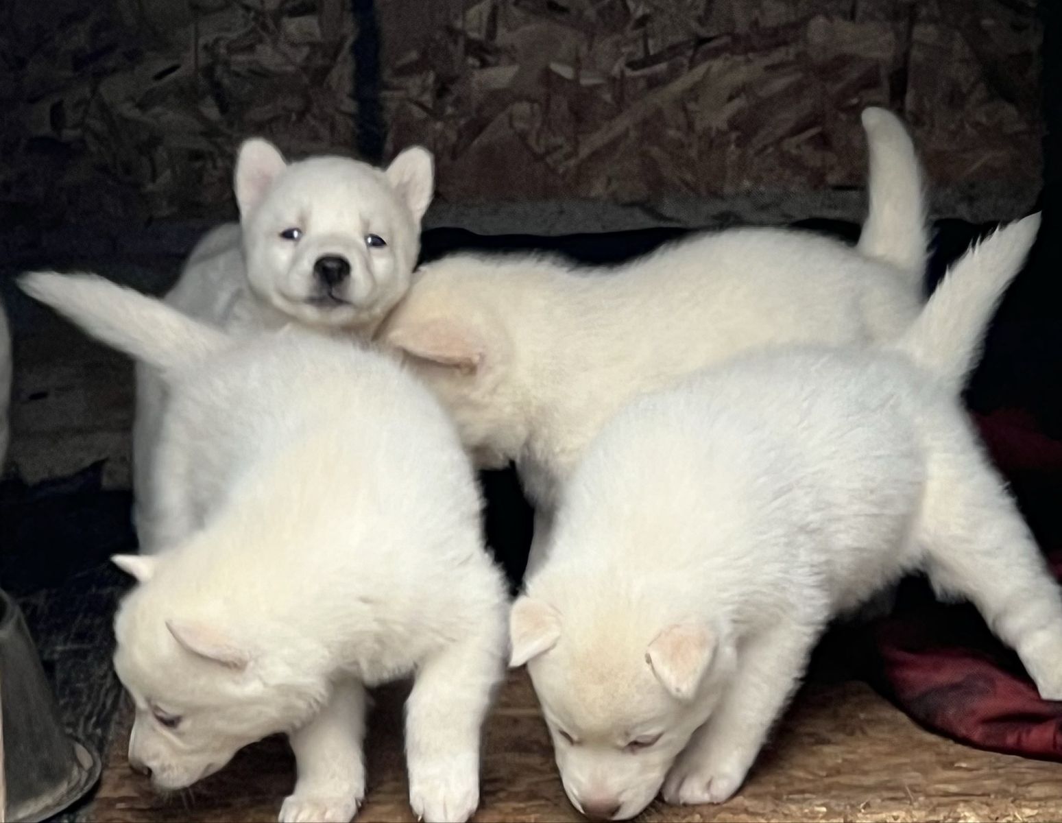 Adorable Siberian Husky Puppies for Sale!