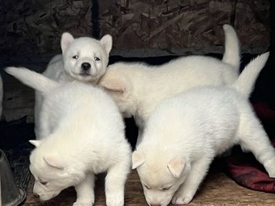 Adorable Siberian Husky Puppies for Sale!