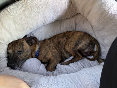 Meet Ramono